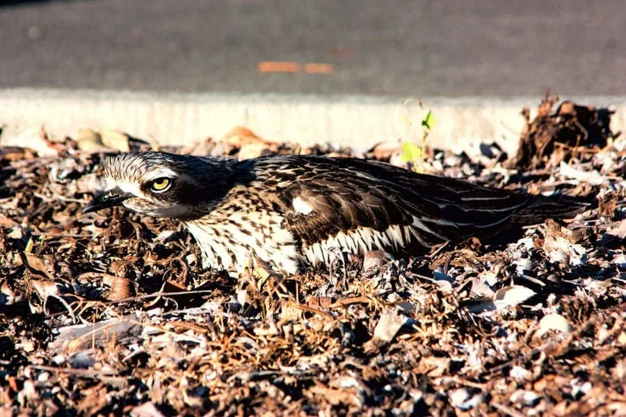 Bush Stone Curlew