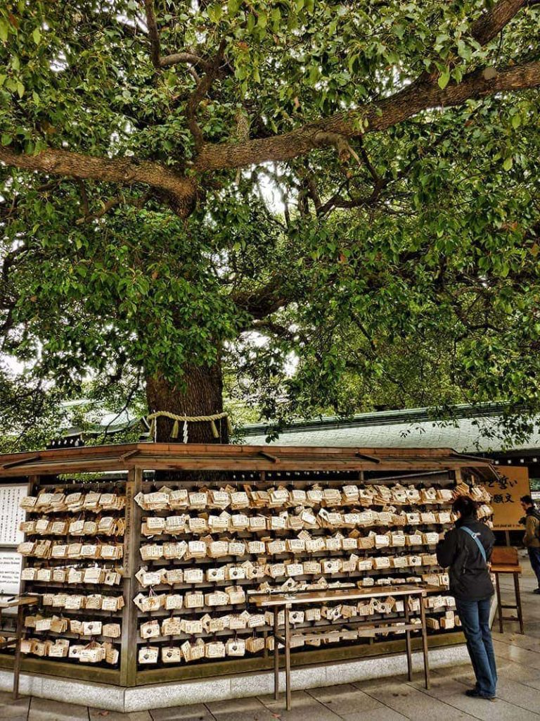 Sacred tree at Meiji Shrine | 2 Aussie Travellers