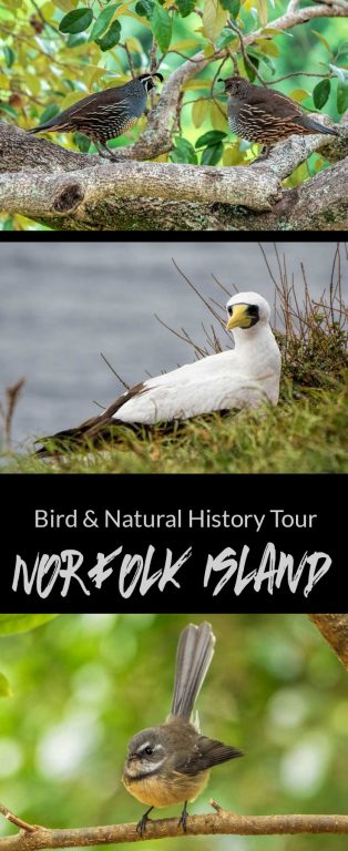 bird watching tours in norfolk