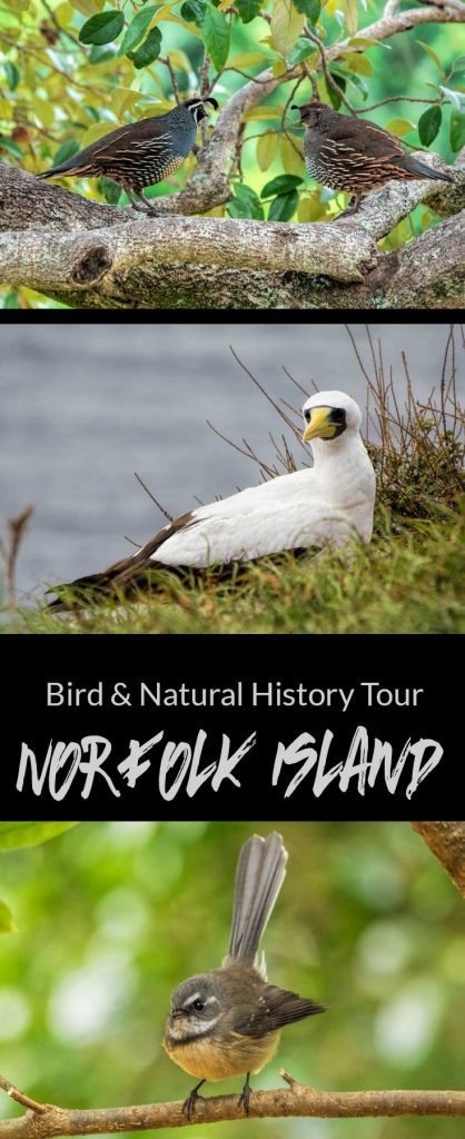 norfolk island bird watching tours