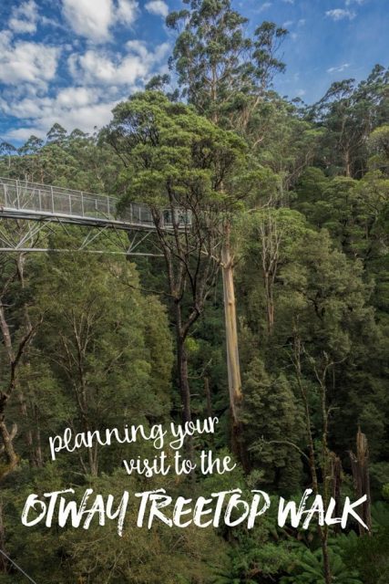 A new perspective on the forest from the Otway Treetop Walk