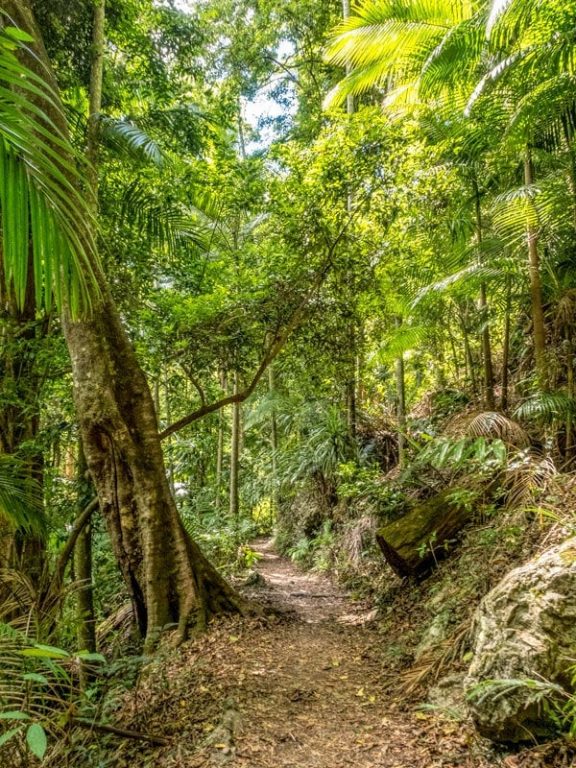 Purling Brook Falls - Springbrook National Park