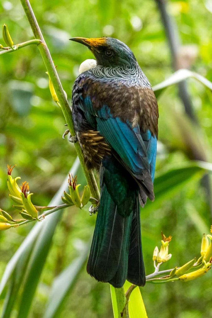 Tui in the wild at Zealandia in Wellington