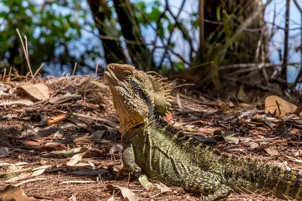 Water dragon at Crystal Waters Lagoon